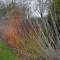 Salix irrorata cornus sanguinea et stolonifera